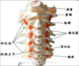 颈椎病的预防治疗